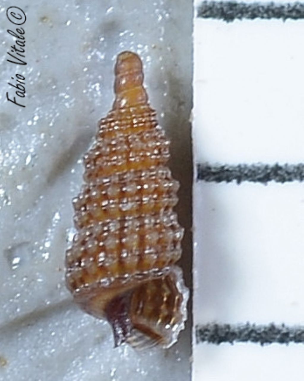 Cerithiopsis da identificare